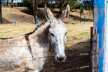 Obraz premium portrait of a competition white donkey on a farm