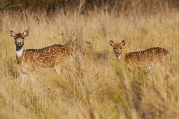 deer in the grass