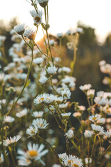 Daisies on the field at sunset, beautiful summer background