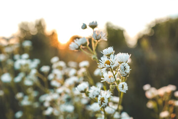 Daisies on the field at sunset, beautiful summer background