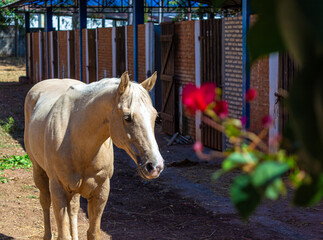 Fototapeta premium white horse on display on a farm, prepared for rodeo competition