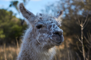 llama in the mountains