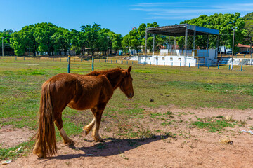 competition horse in a rodeo arena