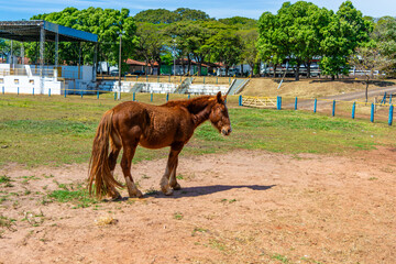 Obraz premium competition horse in a rodeo arena