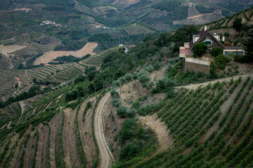 Fototapeta na wymiar View of the vineyards of the Douro Valley, Portugal.