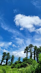 Obraz premium The sky cloud Trees Nature outdoors