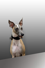 Beautiful dog whippet says something, sitting at the table, gray background