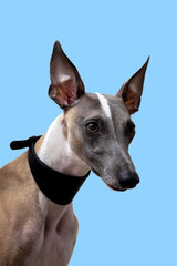 Portrait of a noble dog in a black collar, whippet on a blue background