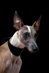 Portrait of a noble dog in a black collar, whippet on a black background