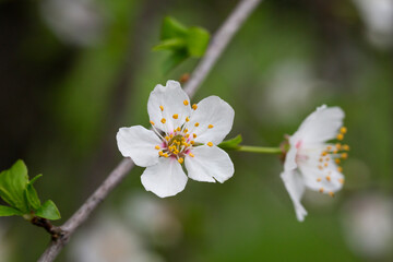 Fototapeta premium Prunus cerasus flowering tree flower, beautiful white petals tart dwarf cherry flowers in bloom.Garden fruit tree with blossom flowers