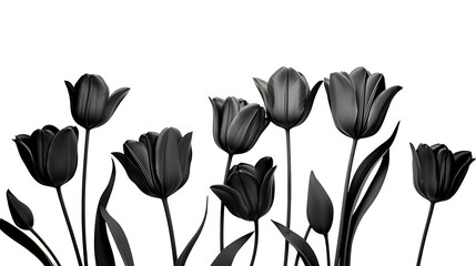 Black tulip flowers are isolated on a transparent background. Black color tulip flower png - obrazy, fototapety, plakaty
