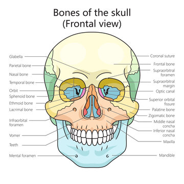human skull bones structure diagram schematic vector illustration. Medical science educational illustration