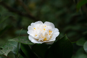 Blossoms of white camellia , Camellia japonica selective focus
