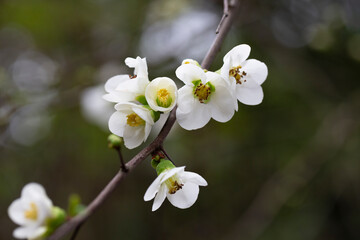 Close up White flowers of Japanese Quince. Floral spring background, selective focus