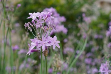 美しいツルバキア