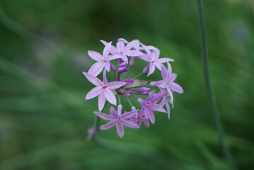 美しいツルバキア