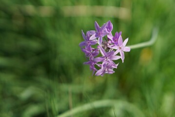 美しいツルバキア