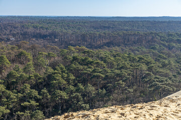 Fototapeta na wymiar Dark tops of burnt pine trees after the forest fire of July 2022 in La Teste de Buch, France