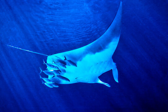 manta ray at the aquarium