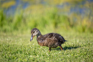Enten - küken