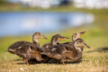 Enten - küken