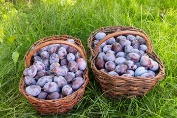 Baskets with fresh plums on green grass