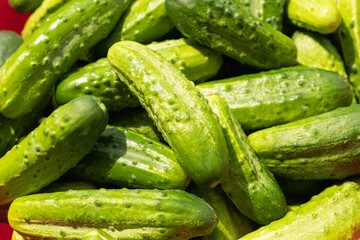 Fresh green cucumbers, close-up