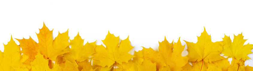 Yellow maple leaves frame