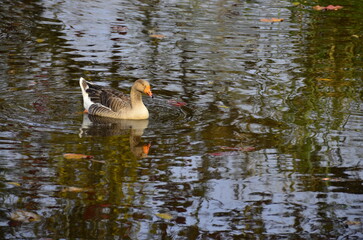 Goose swimming in the lake in the late afternoon.