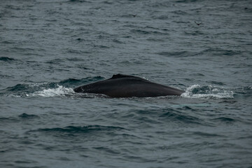 Obraz premium Baleine à bosse