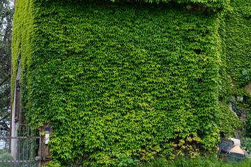 ivy covered wall in italy 