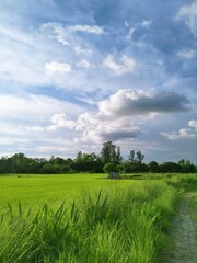 Fototapeta premium Natural outdoor green field Scenery