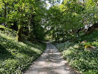 Fototapeta premium Dirt road, running through woodland, with wild plants, rocks, and broken sunlight near, Sleights Lane, Ingleton, UK