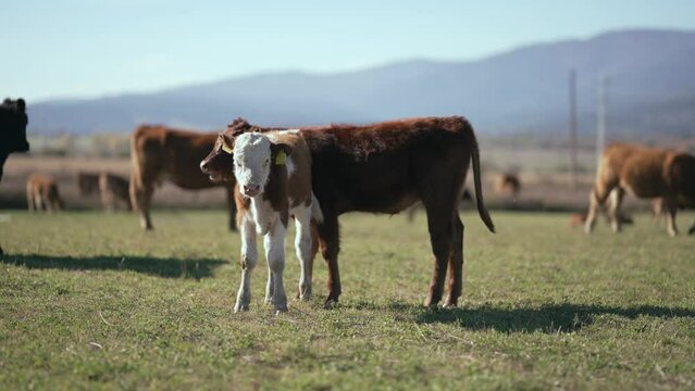 Beefmaster cattle herd grazing in a green meadow field, selective focus cinematic shot, slow motion