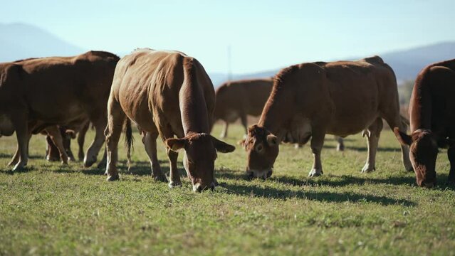 Beefmaster cattle herd grazing in a green meadow field, selective focus cinematic shot, slow motion