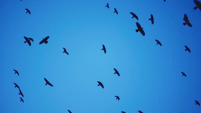 Large flock of birds flying in the night blue hour sky in slow motion
