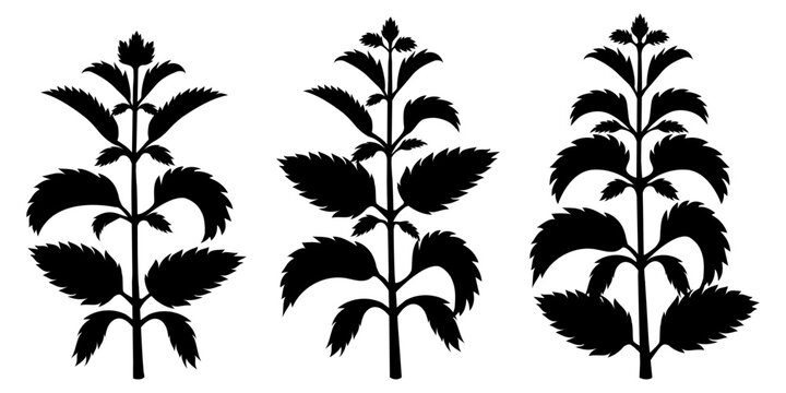Set of black silhouettes nettle isolated on white background