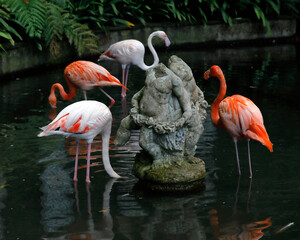 Flamingos in einer Parkanlage von Funchal, Madeira