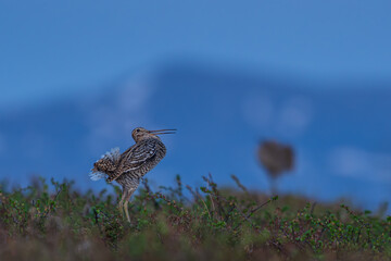 Great snipe (Gallinago media)