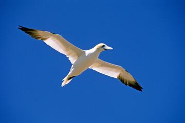 Fou de Bassan, jeune,.Morus bassanus, Northern Gannet