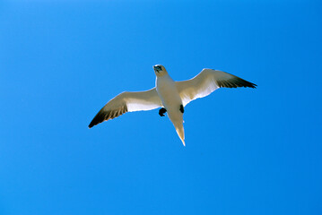 Fototapeta premium Fou de Bassan, jeune,.Morus bassanus, Northern Gannet