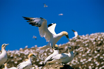 Fou de Bassan, nid , colonie,.Morus bassanus, Northern Gannet © JAG IMAGES