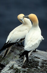 Fou de Bassan, nid , colonie, parades,.Morus bassanus, Northern Gannet