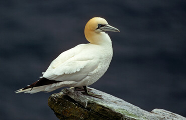 Fou de Bassan, nid , colonie,.Morus bassanus, Northern Gannet