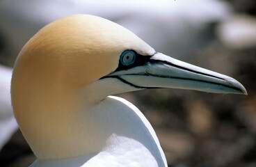 Fou de Bassan, nid , colonie, parades,.Morus bassanus, Northern Gannet © JAG IMAGES