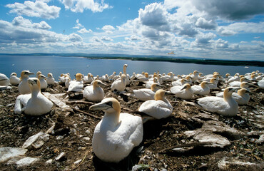 Fou de Bassan, nid , colonie,.Morus bassanus, Northern Gannet © JAG IMAGES