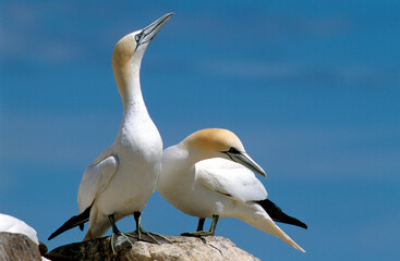 Fou de Bassan, nid , colonie, parades,.Morus bassanus, Northern Gannet