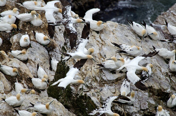Fou de Bassan, nid , colonie,.Morus bassanus, Northern Gannet