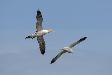 Obraz premium Fou de Bassan, jeune,.Morus bassanus, Northern Gannet