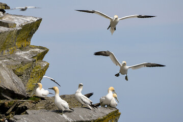 Fou de Bassan, jeune,.Morus bassanus, Northern Gannet